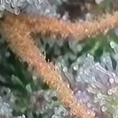 Super Paule Lemon Hase #2 growlog timeline photo