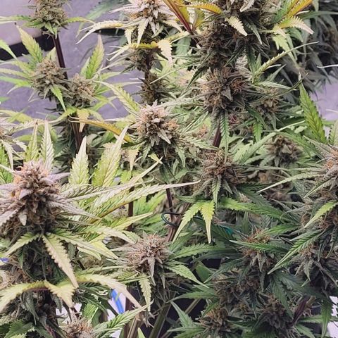 Super Paule Lemon Hase #2 growlog timeline photo