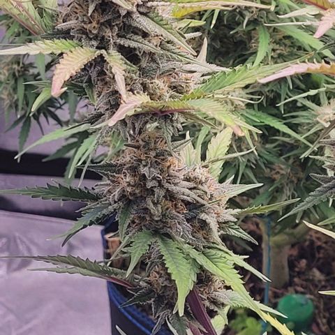 Super Paule Lemon Hase #2 growlog timeline photo