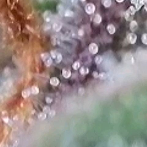 Super Paule Lemon Hase #1 growlog timeline photo