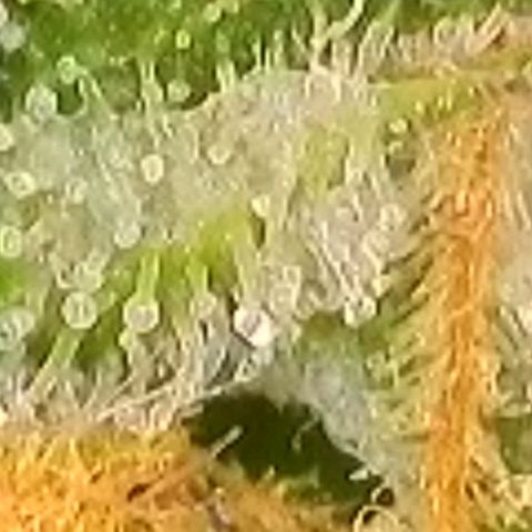 Super Paule Lemon Hase #1 growlog timeline photo