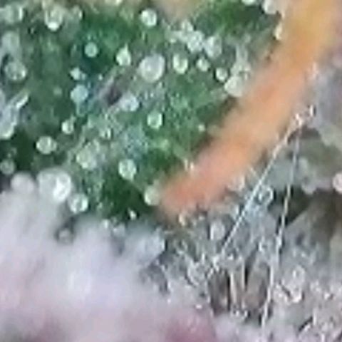 Super Paule Lemon Hase #1 growlog timeline photo