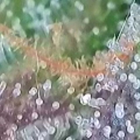 Super Paule Lemon Hase #1 growlog timeline photo