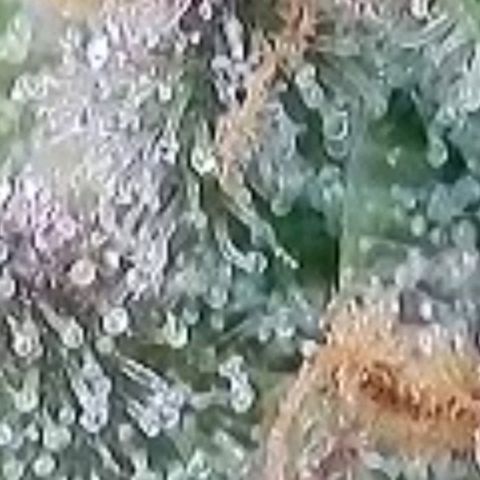 Super Paule Lemon Hase #1 growlog timeline photo