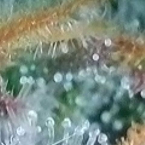 Super Paule Lemon Hase #1 growlog timeline photo