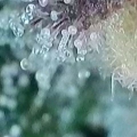 Super Paule Lemon Hase #1 growlog timeline photo