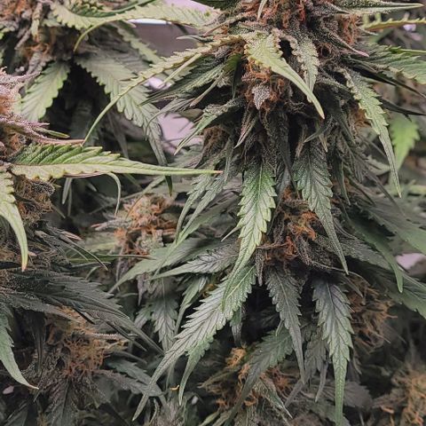 Super Paule Lemon Hase #1 growlog timeline photo