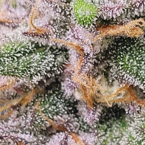 Super Paule Lemon Hase #1 growlog timeline photo