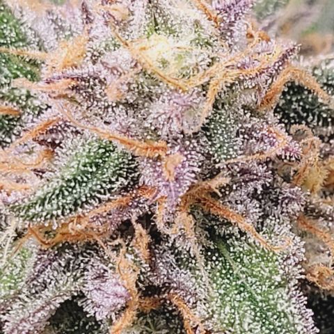 Super Paule Lemon Hase #1 growlog timeline photo