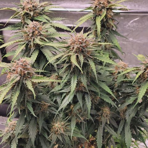 Super Paule Lemon Hase #1 growlog timeline photo