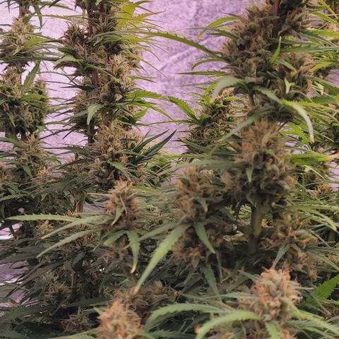 Gelato growlog timeline photo