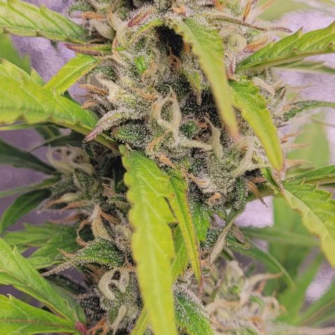 Gelato growlog timeline photo