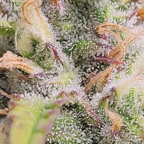 Gelato growlog timeline photo