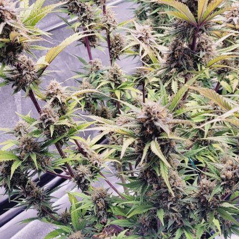 Super Paule Lemon Hase #2 growlog timeline photo