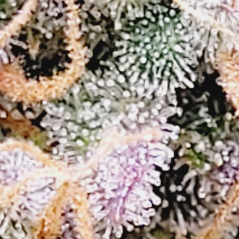 Super Paule Lemon Hase #2 growlog timeline photo