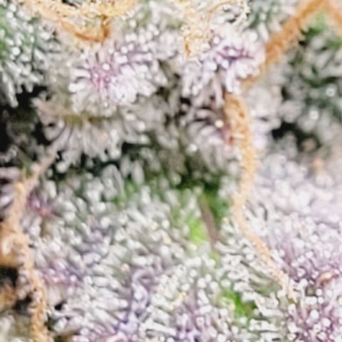 Super Paule Lemon Hase #2 growlog timeline photo