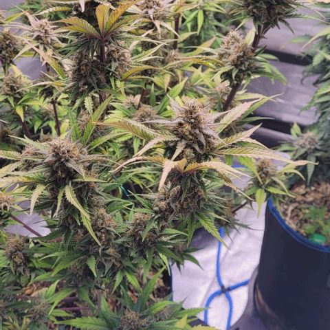 Super Paule Lemon Hase #2 growlog timeline photo