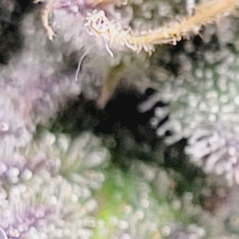 Super Paule Lemon Hase #2 growlog timeline photo