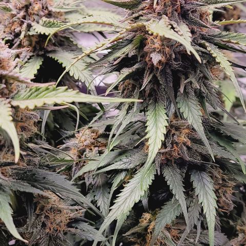 Super Paule Lemon Hase #1 growlog timeline photo