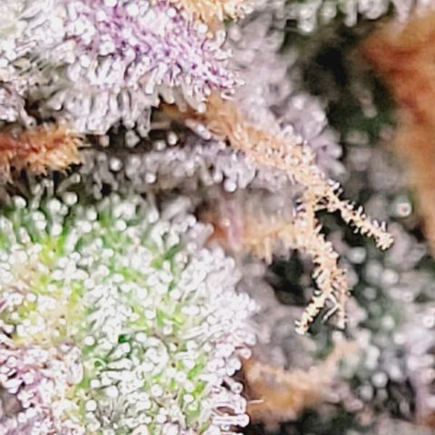 Super Paule Lemon Hase #1 growlog timeline photo