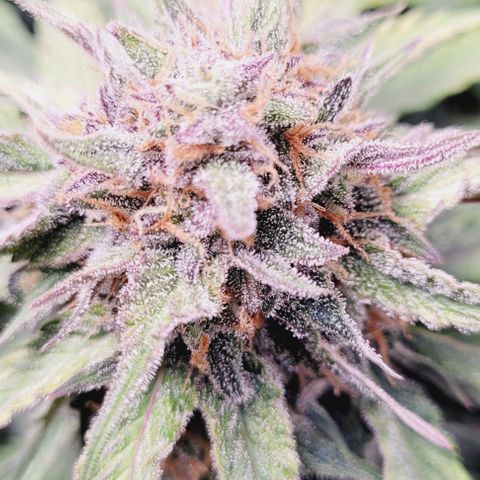 Super Paule Lemon Hase #1 growlog timeline photo