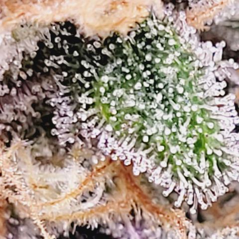 Super Paule Lemon Hase #1 growlog timeline photo