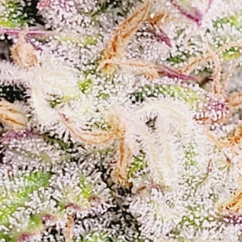 Gelato growlog timeline photo