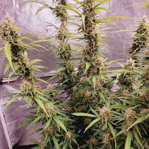 Gelato growlog timeline photo
