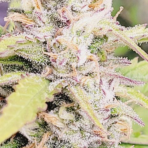Gelato growlog timeline photo