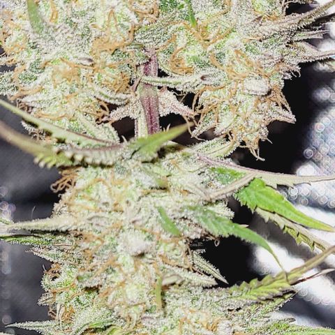 Super Paule Lemon Hase #2 growlog timeline photo