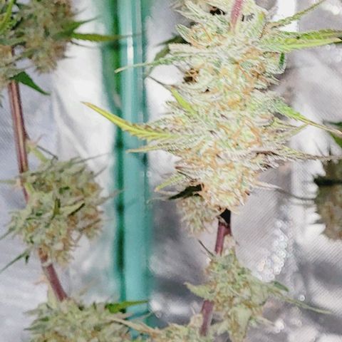 Super Paule Lemon Hase #2 growlog timeline photo