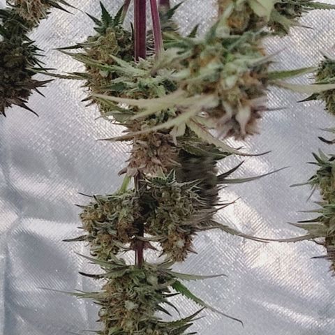 Super Paule Lemon Hase #2 growlog timeline photo