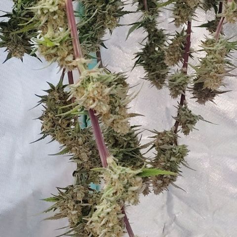 Super Paule Lemon Hase #2 growlog timeline photo