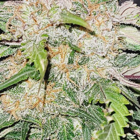 Super Paule Lemon Hase #1 growlog photo: Sie Schneide ich Morgen weil sie steht noch bis dahin dunkel