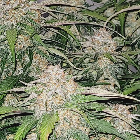 Super Paule Lemon Hase #1 growlog photo: Sie Schneide ich Morgen weil sie steht noch bis dahin dunkel