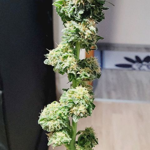 Super Paule Lemon Hase #1 growlog timeline photo