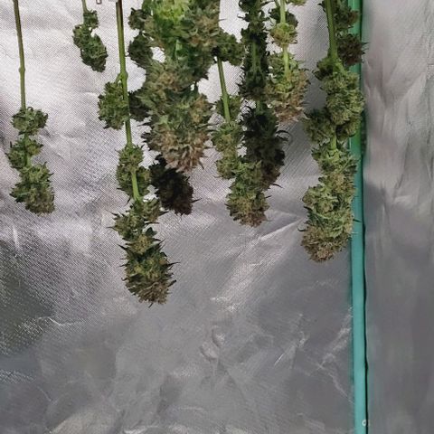 Super Paule Lemon Hase #1 growlog timeline photo