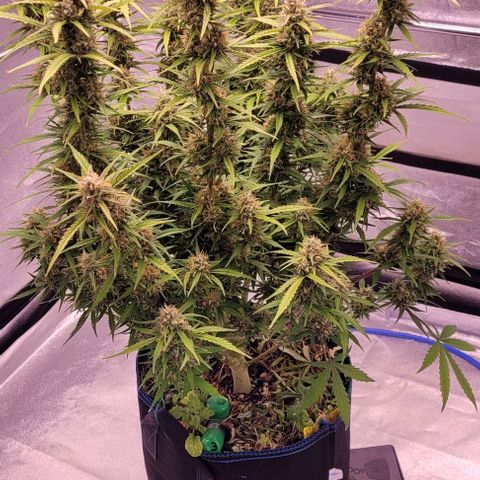 Gelato growlog timeline photo