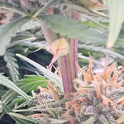 Gelato growlog timeline photo