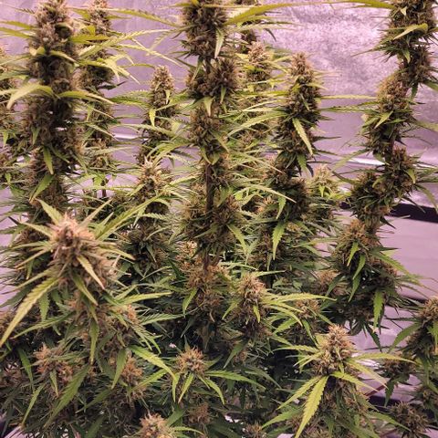 Gelato growlog timeline photo