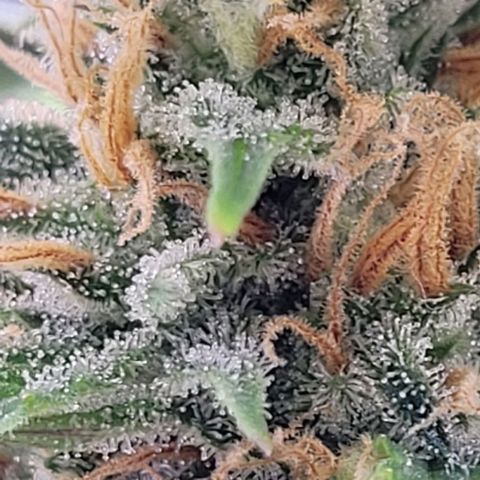 Gelato growlog timeline photo
