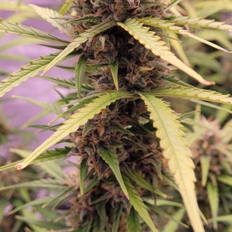 Gelato growlog timeline photo