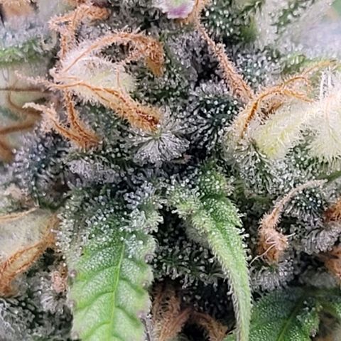 Gelato growlog timeline photo
