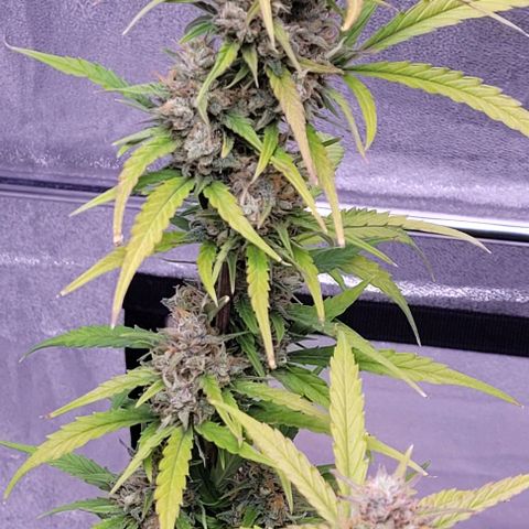 Gelato growlog timeline photo