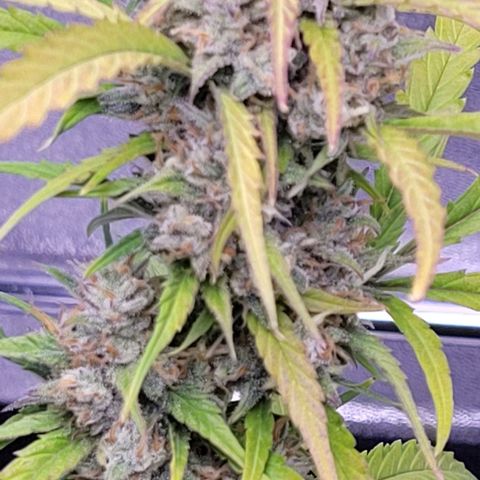 Gelato growlog timeline photo