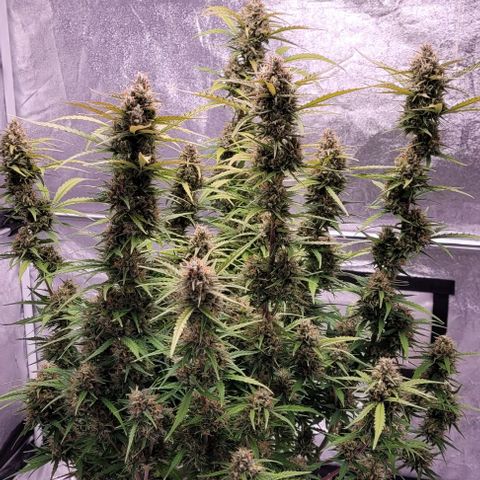 Gelato growlog timeline photo