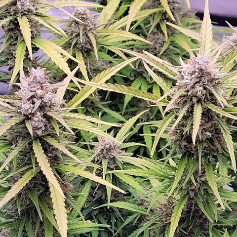 Gelato growlog timeline photo