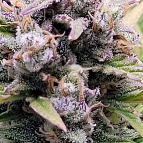 Gelato growlog timeline photo