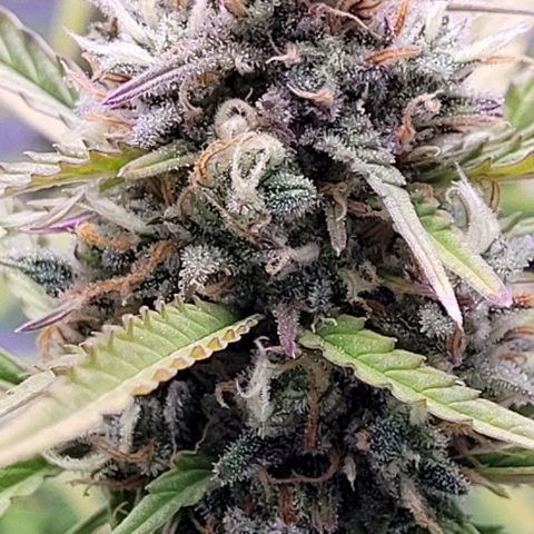 Gelato growlog timeline photo