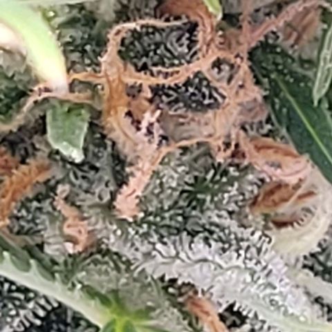 Gelato growlog timeline photo